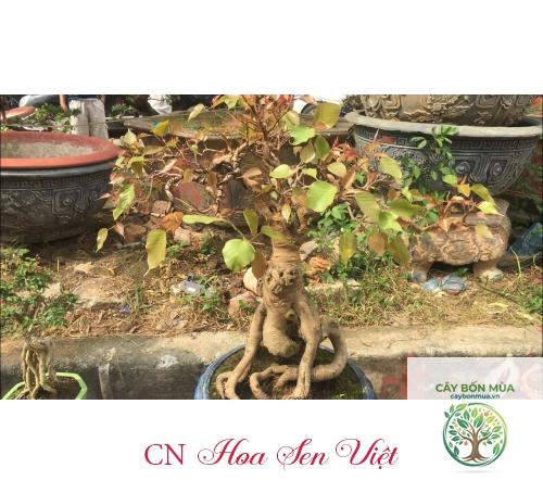 cây bồ đề đỏ - Image 5