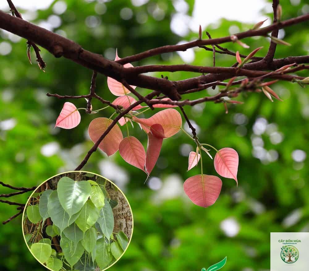 cây bồ đề đỏ