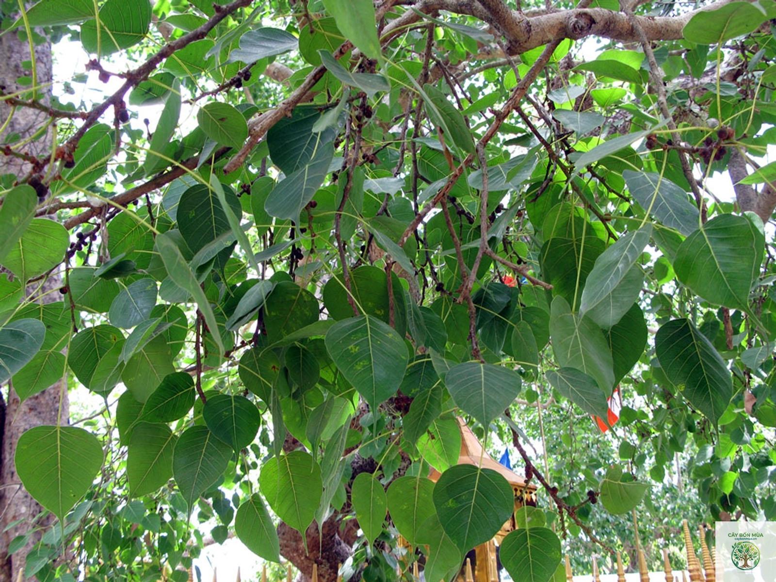 cây bồ đề trắng - Image 2