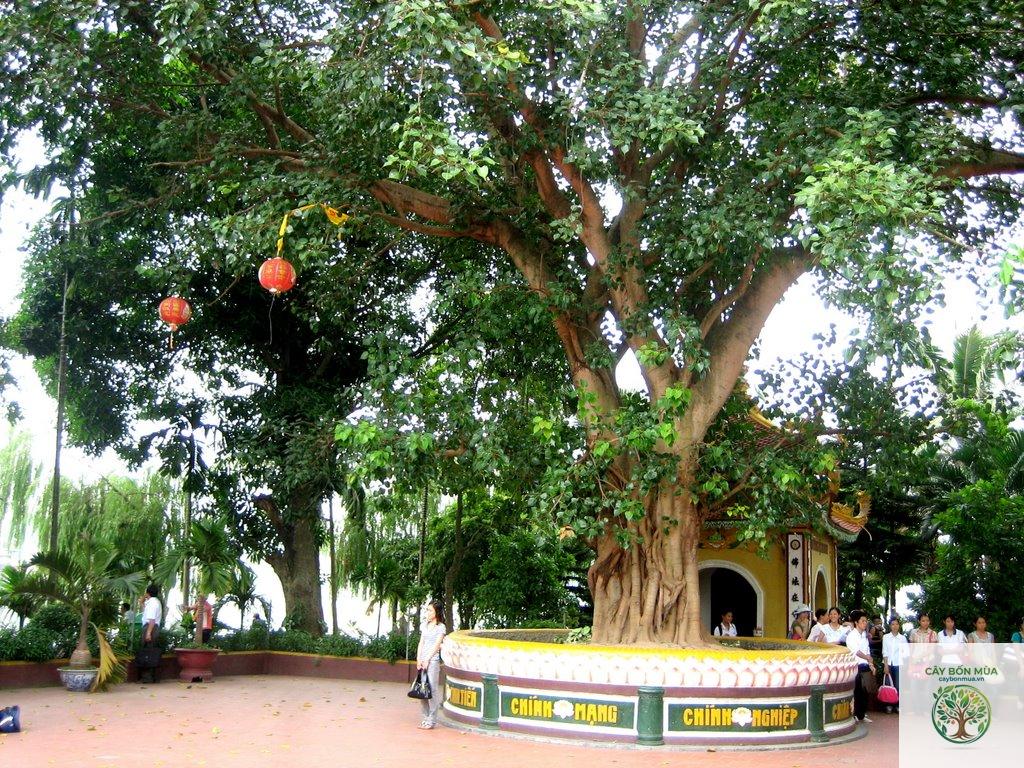 cây bồ đề trắng - Image 3