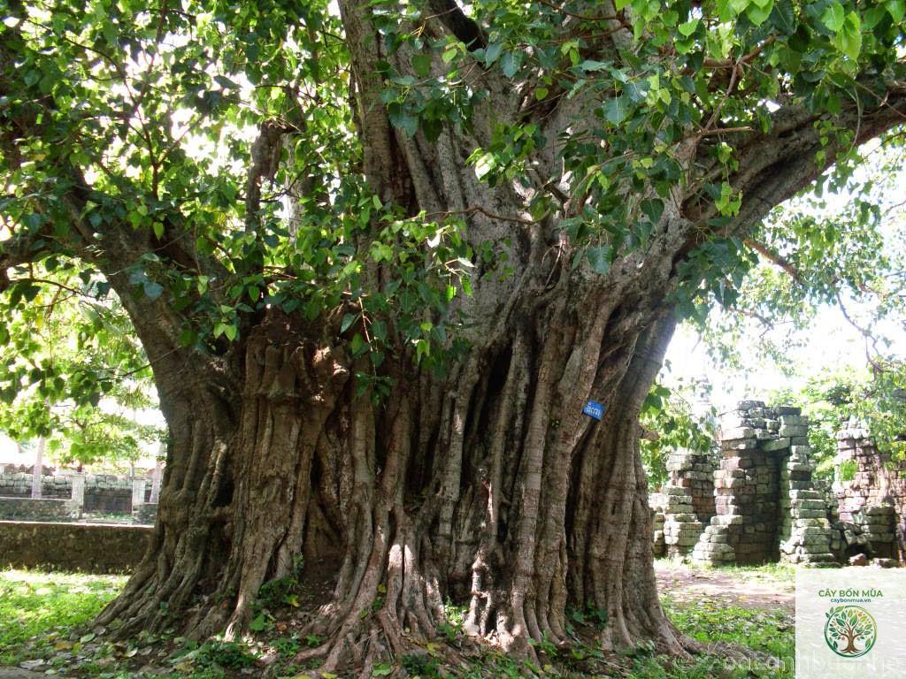 cây bồ đề trắng - Image 4