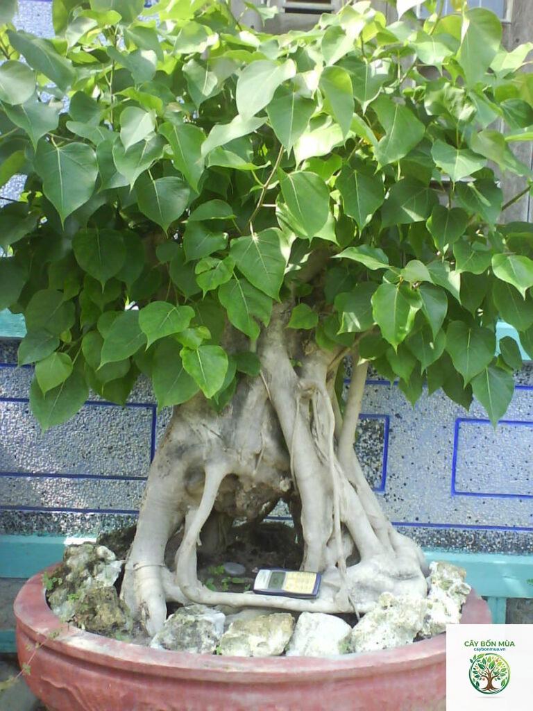 cây bồ đề trắng