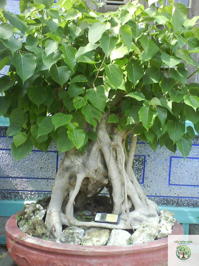cây bồ đề trắng - Image 1