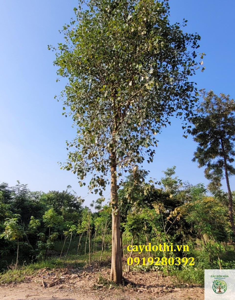 cây bồ đề xanh - Image 4