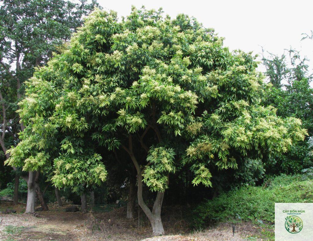 cây bồ hòn