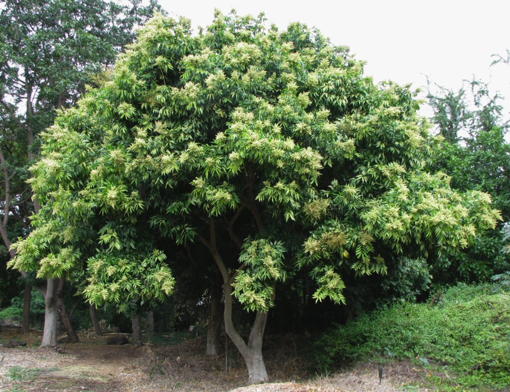 cây bồ hòn
