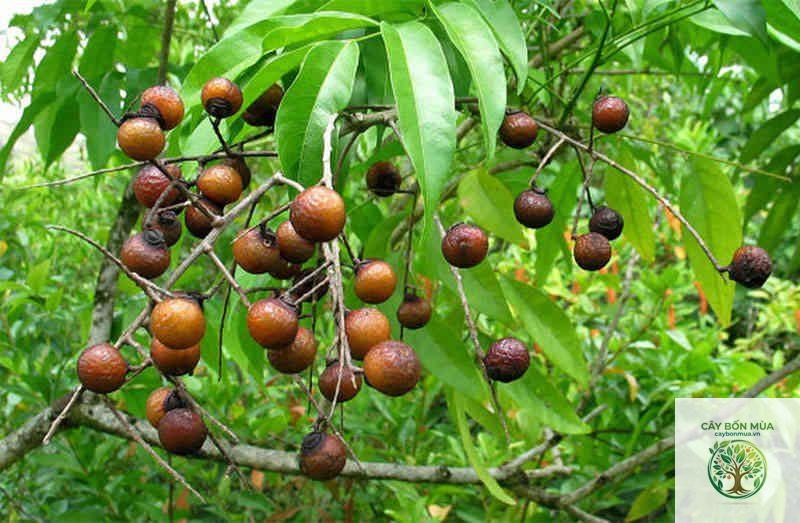cây bồ hòn - Image 3