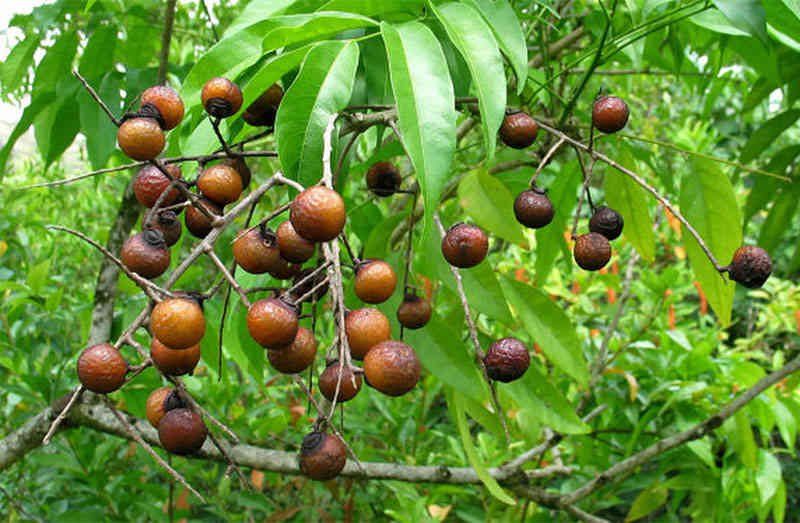 cây bồ hòn - Image 3