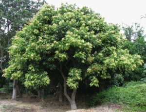 cây bồ hòn