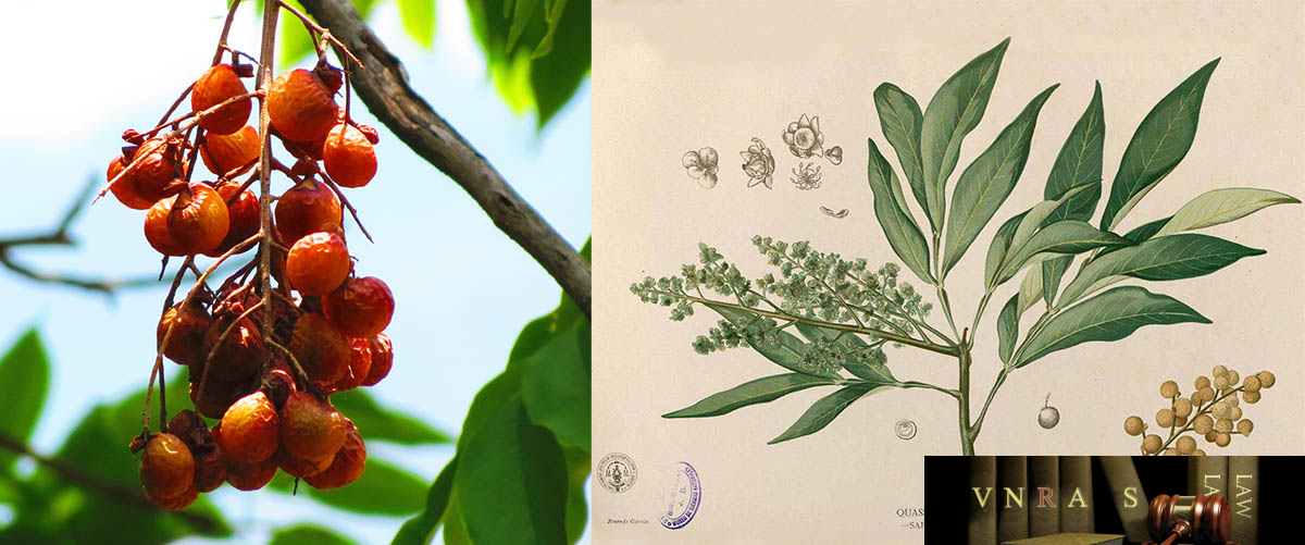 cây bồ hòn - Image 4