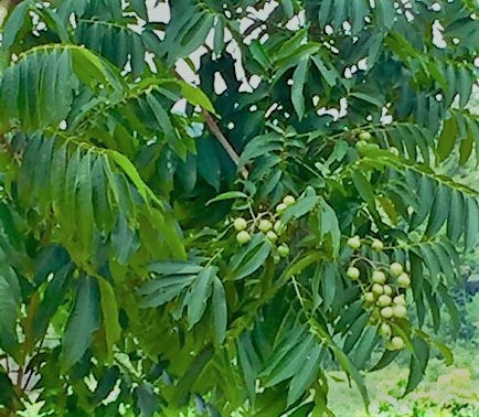 cây bồ hòn - Image 5