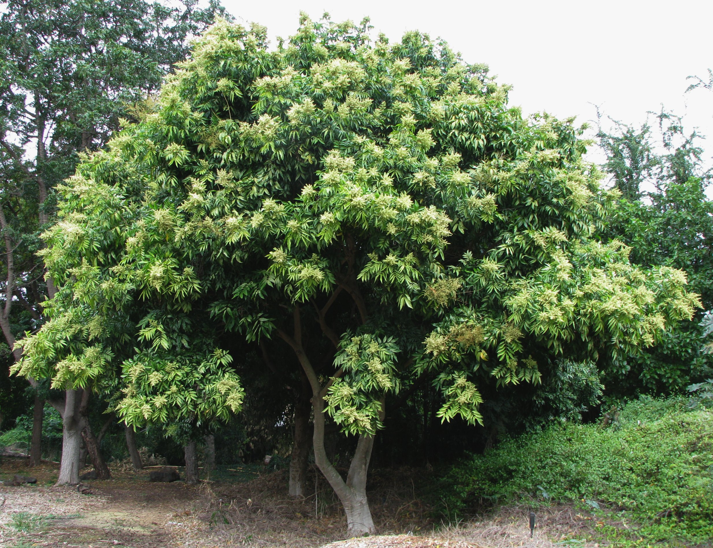 cây bồ hòn - Image 1