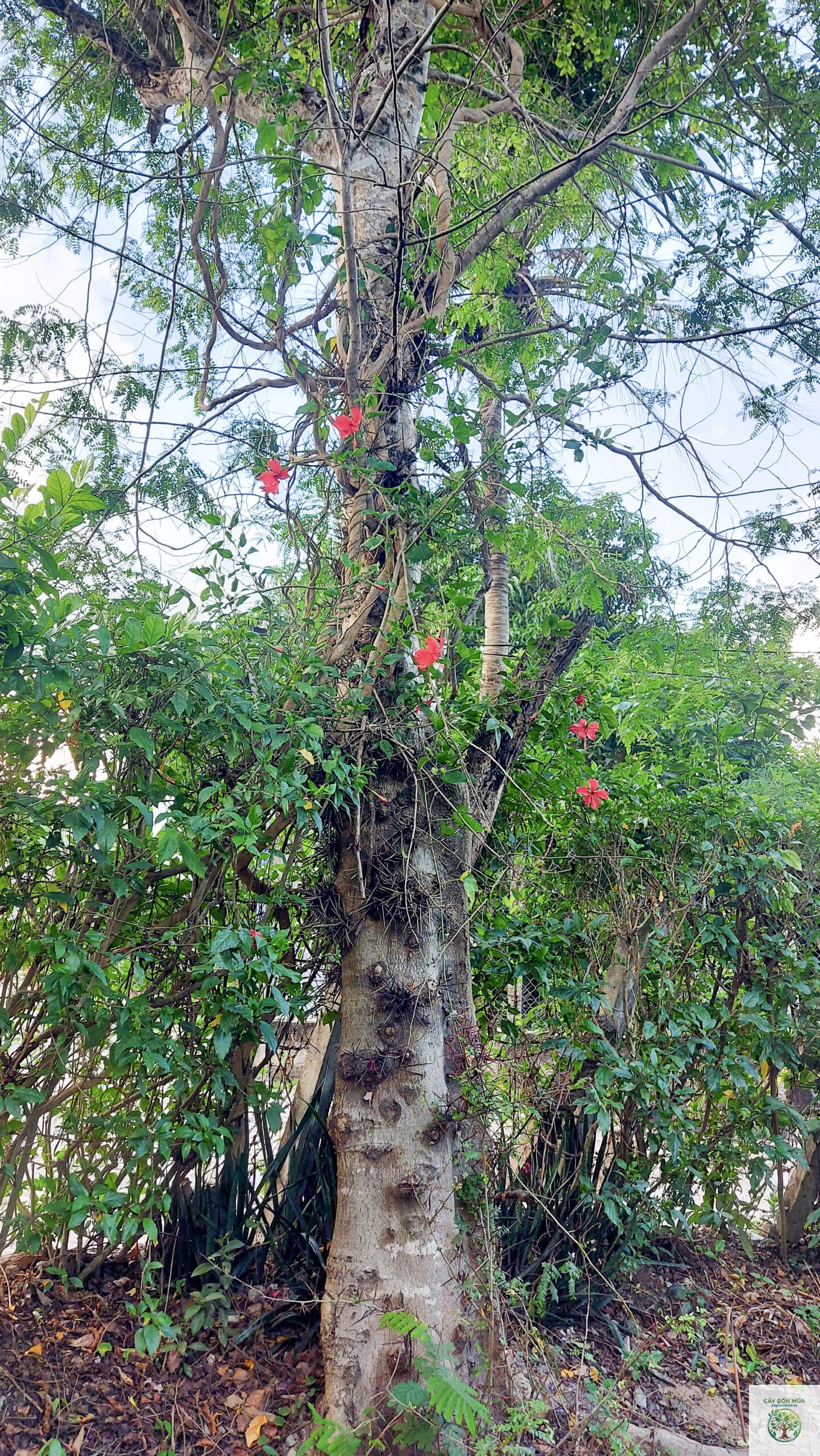 cây bồ kết - Image 1