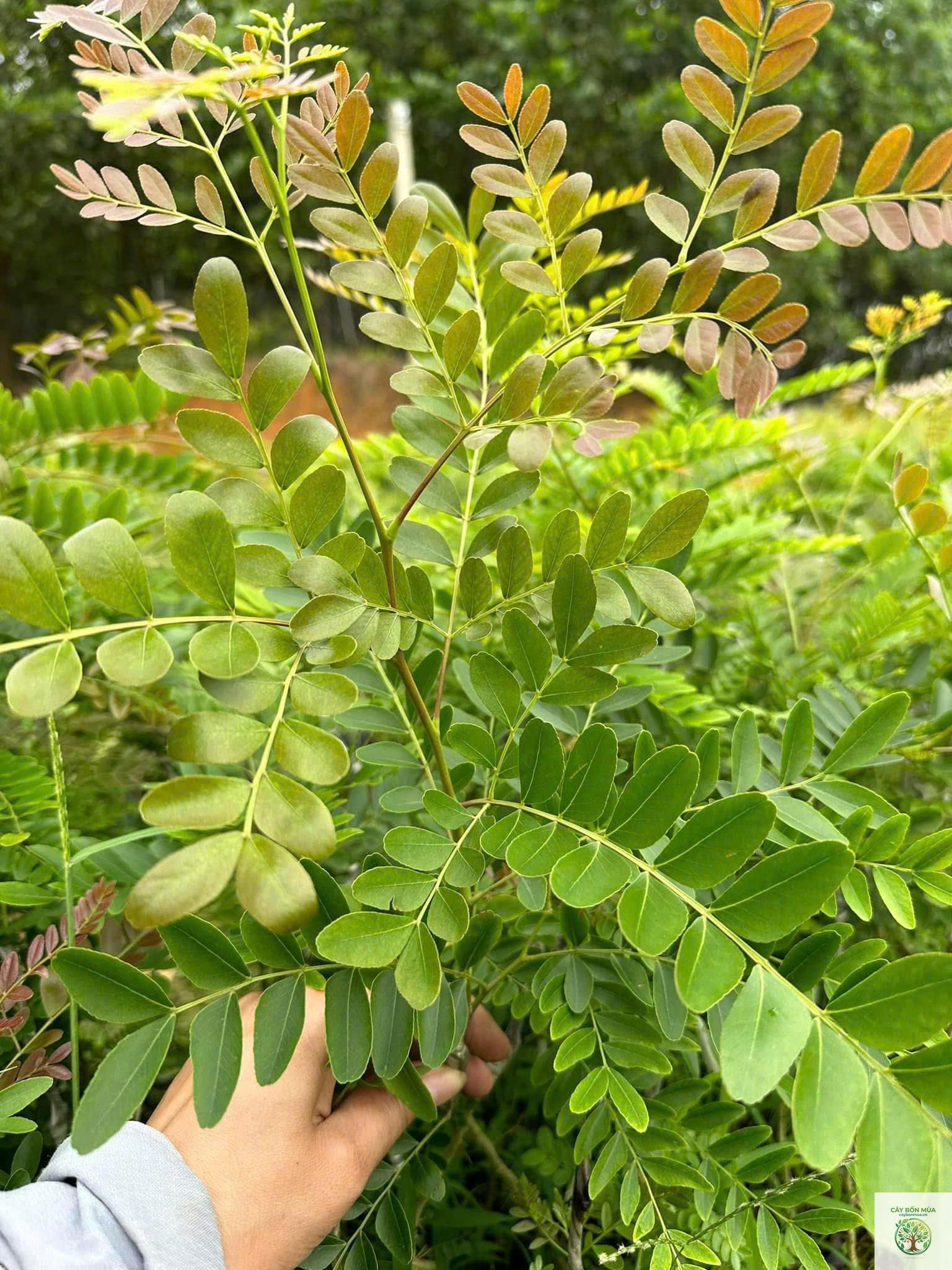 cây bồ kết - Image 2