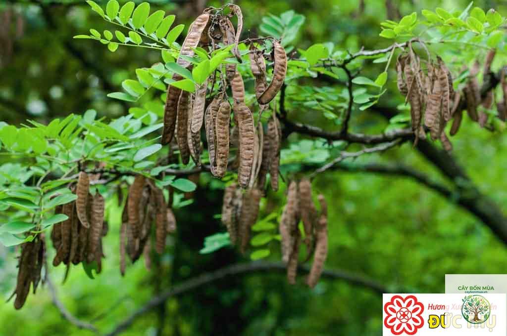 cây bồ kết - Image 4