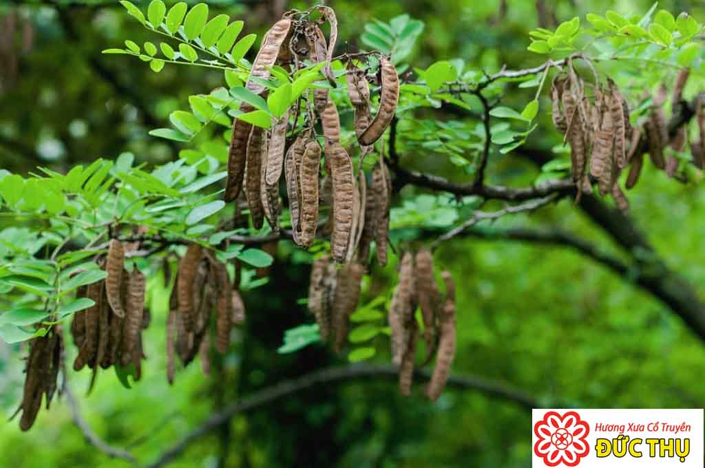 cây bồ kết - Image 4