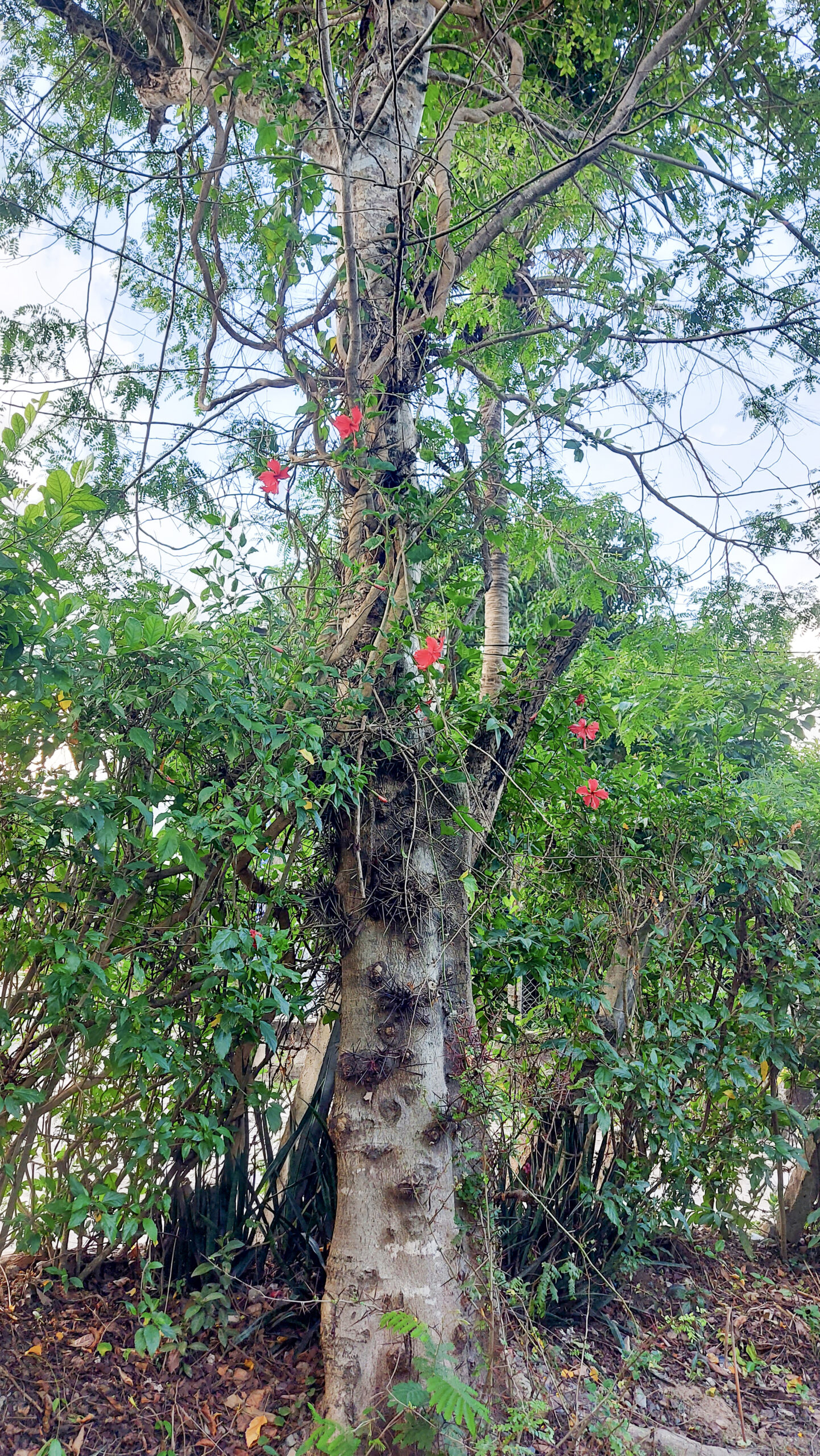cây bồ kết - Image 1