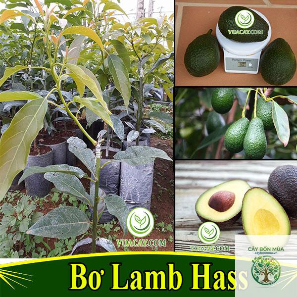 cây bơ lamb hass - Image 5