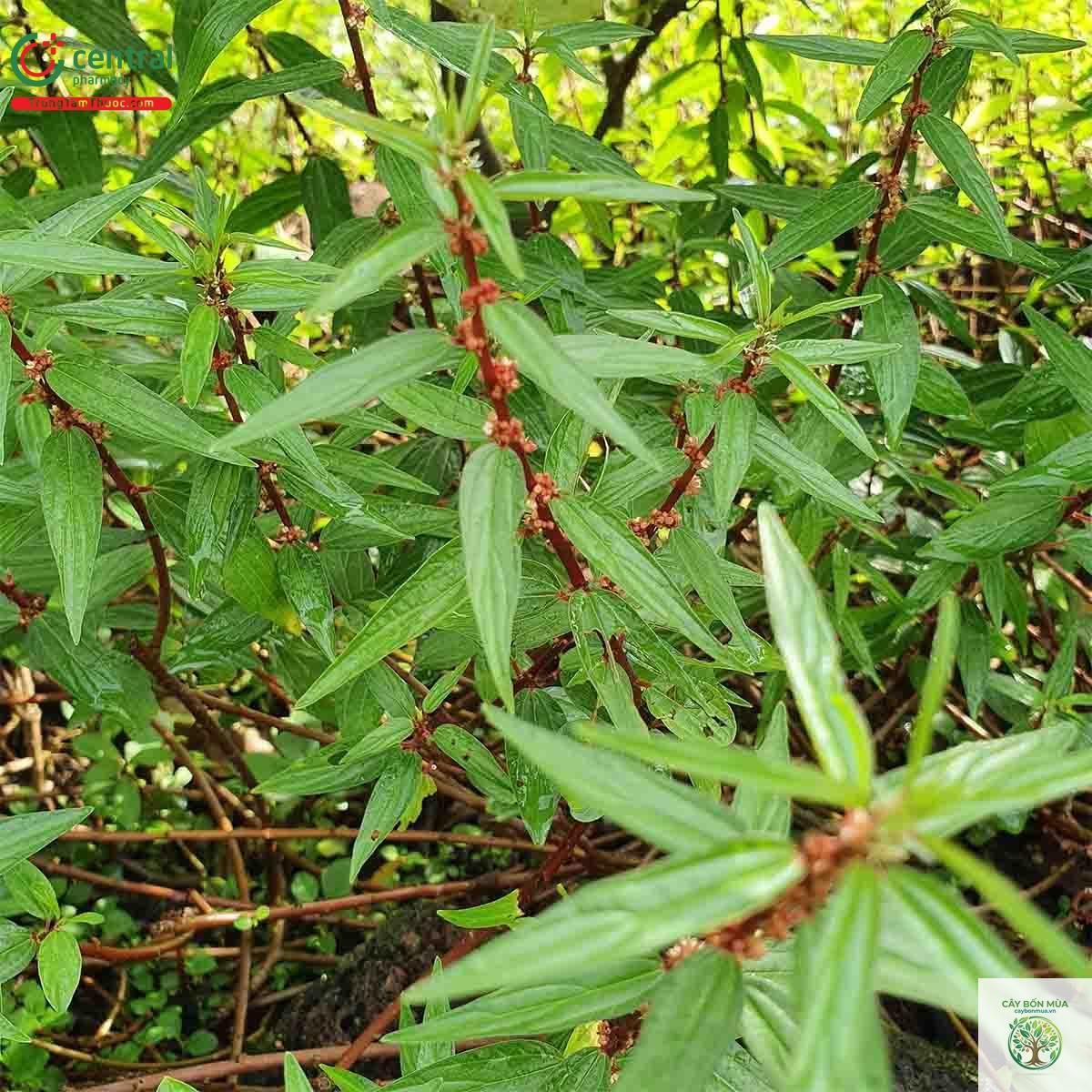 cây bọ mắm lá lớn - Image 3