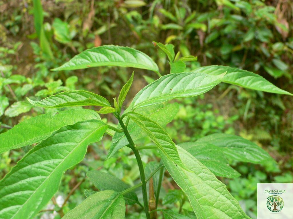 cây bọ mẩy