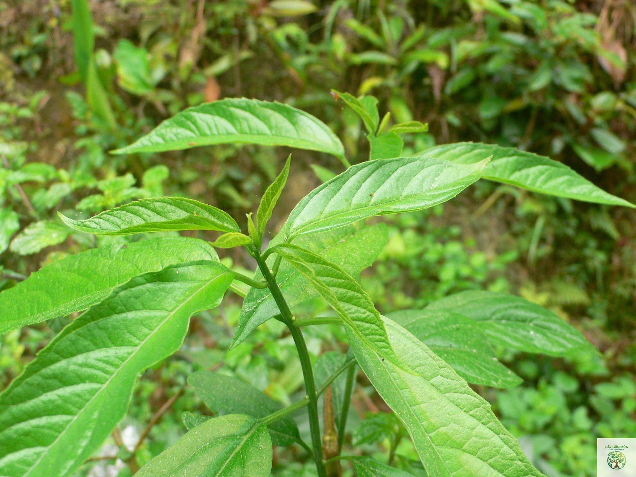 cây bọ mẩy - Image 1