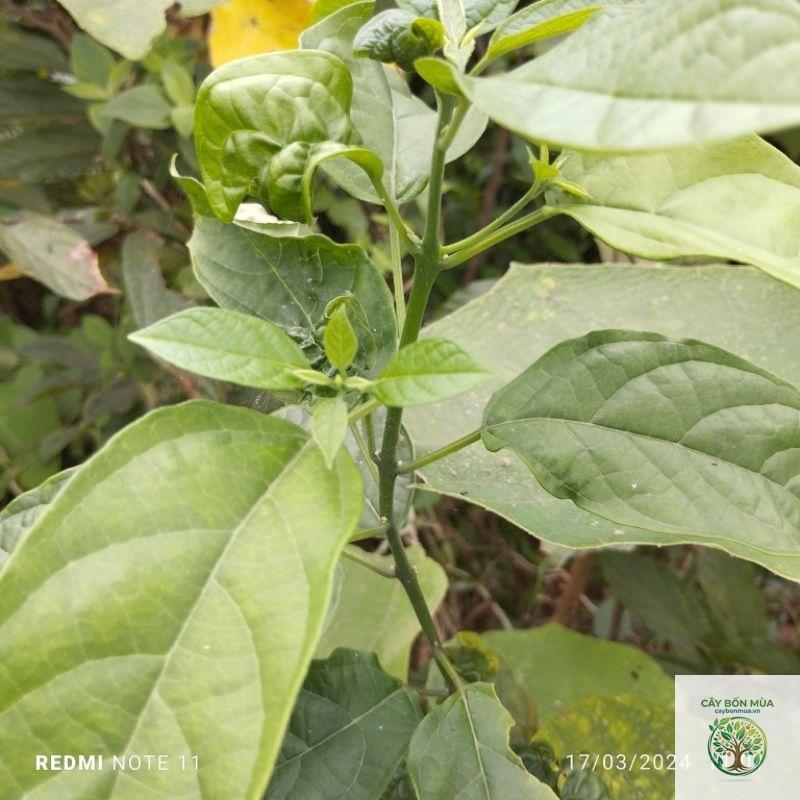 cây bọ nẹt - Image 2