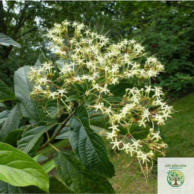 cây bọ nẹt - Image 3