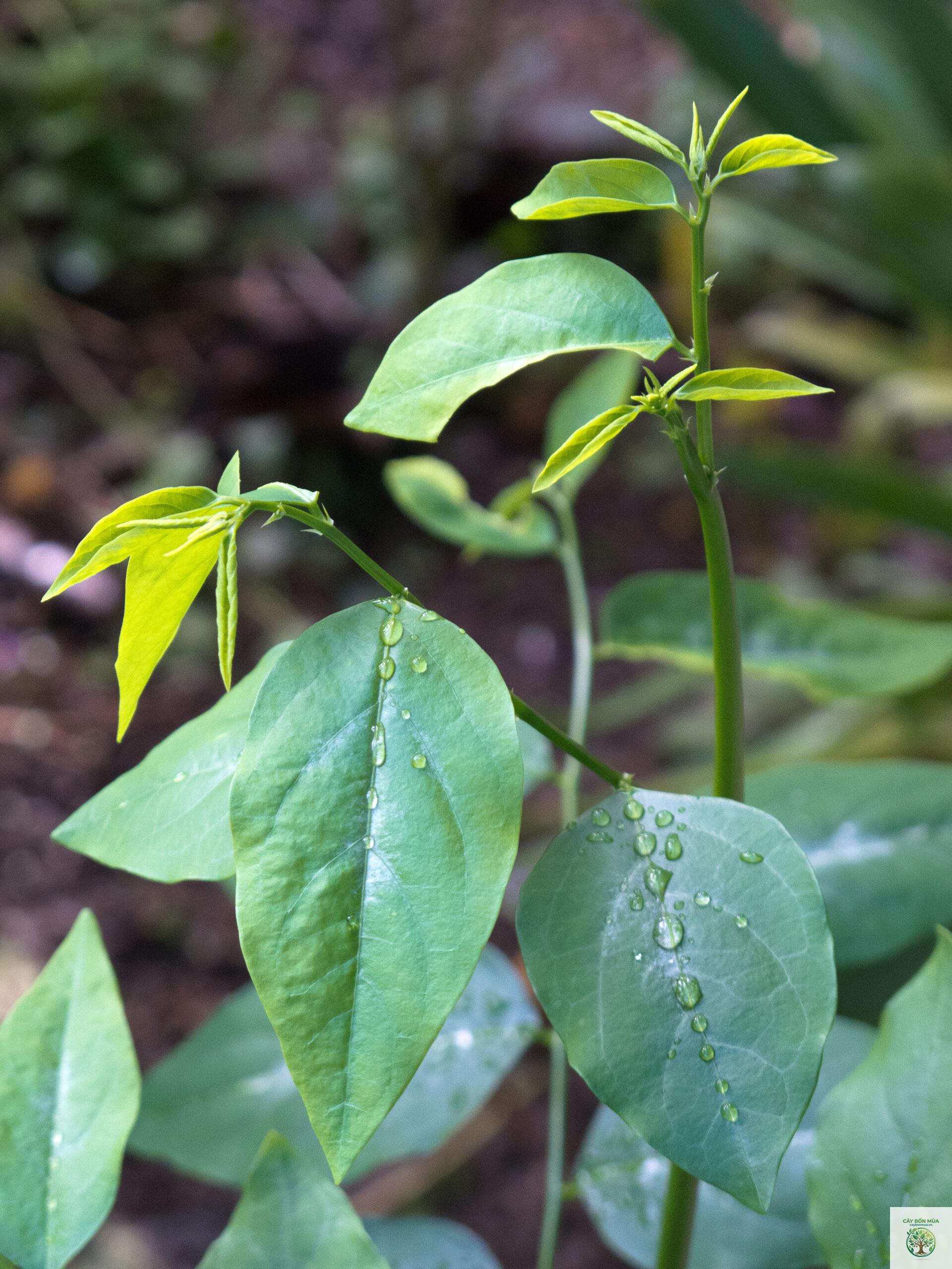 cây bồ ngót - Image 3