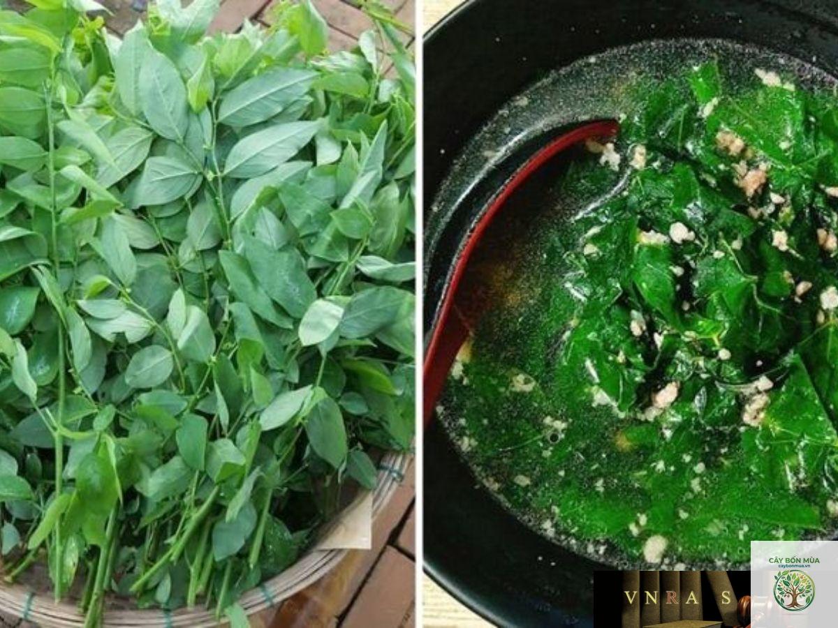 cây bồ ngót - Image 5
