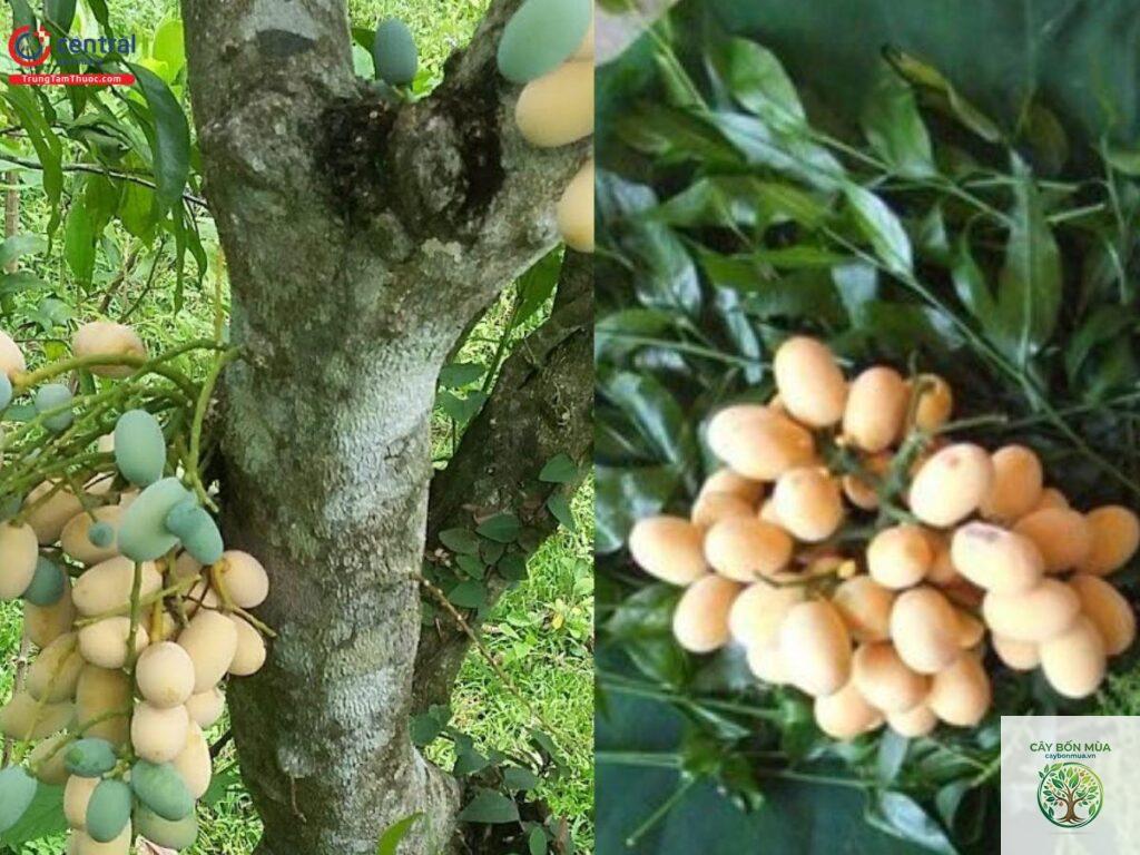 cây bồ ngót rừng
