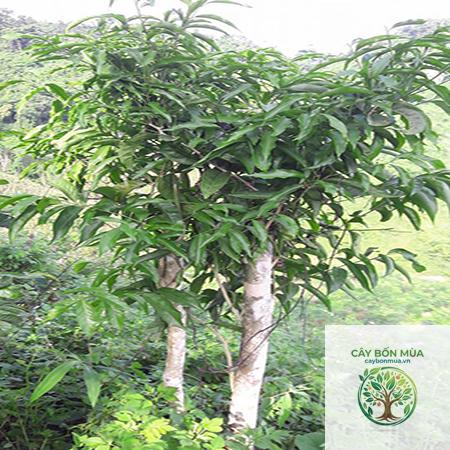 cây bồ ngót rừng - Image 2