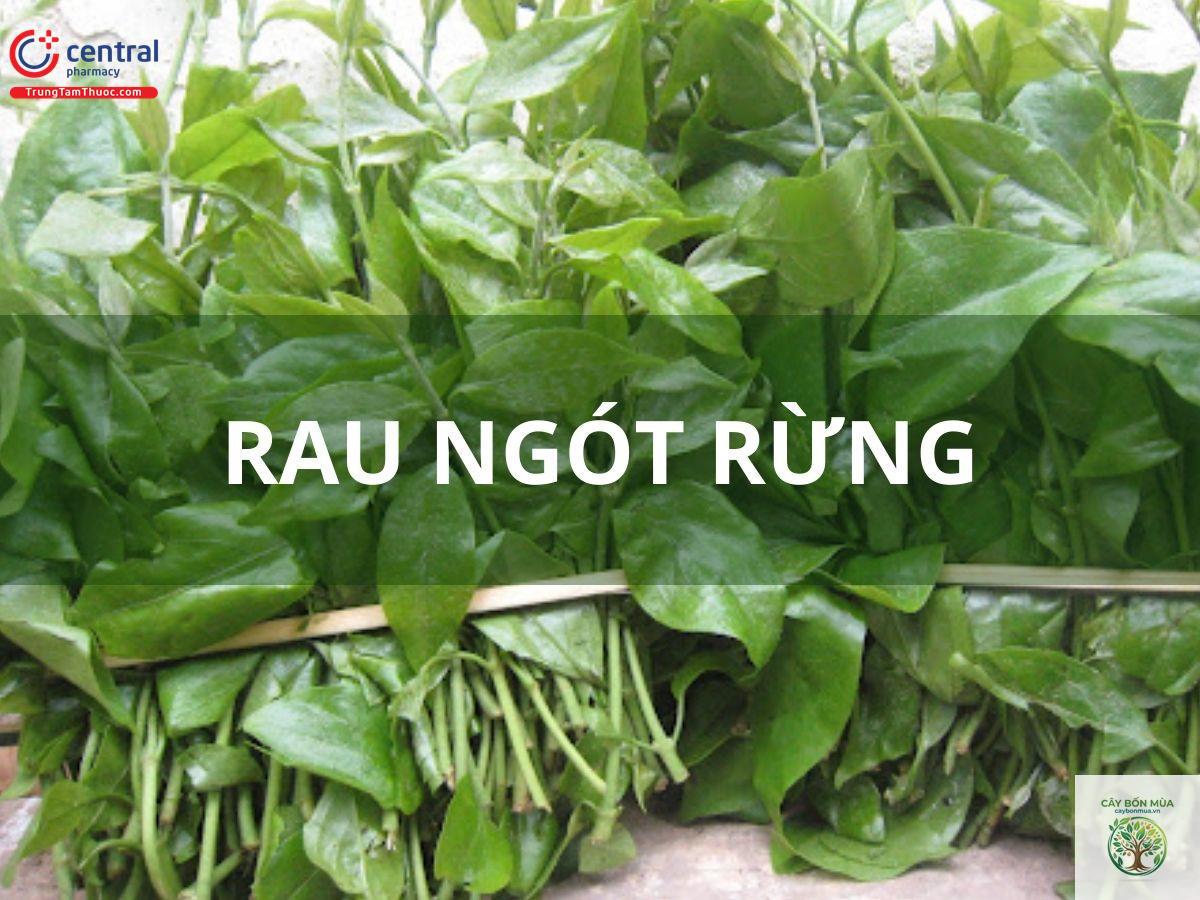 cây bồ ngót rừng - Image 4