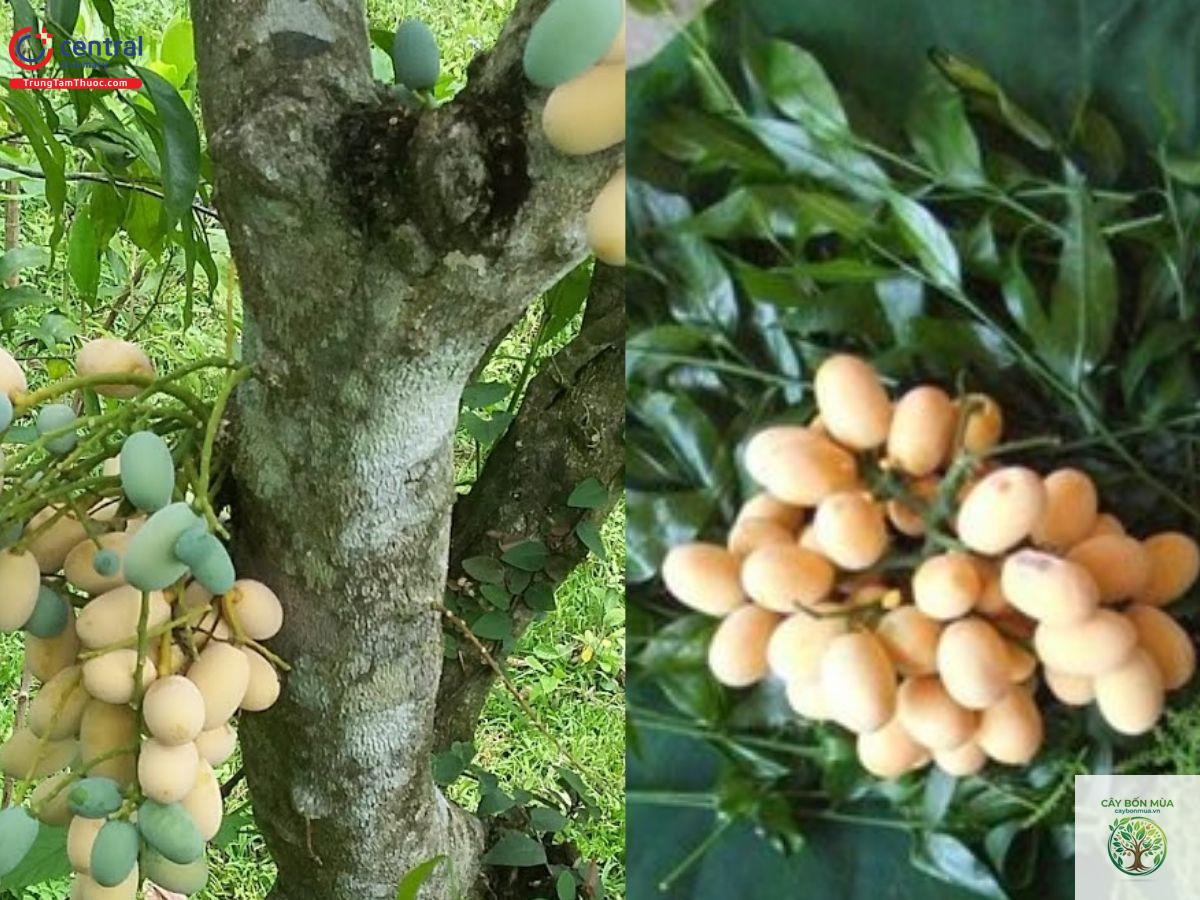 cây bồ ngót rừng - Image 1