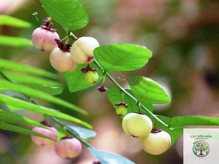 cây bồ ngót