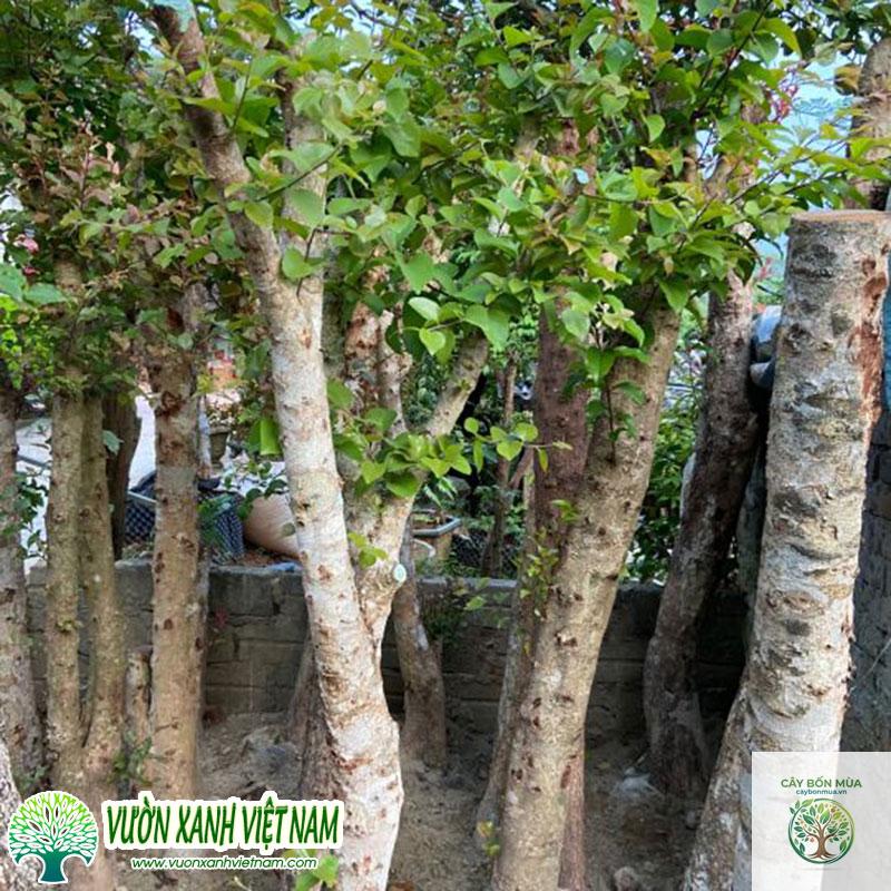 cây bồ quân - Image 4