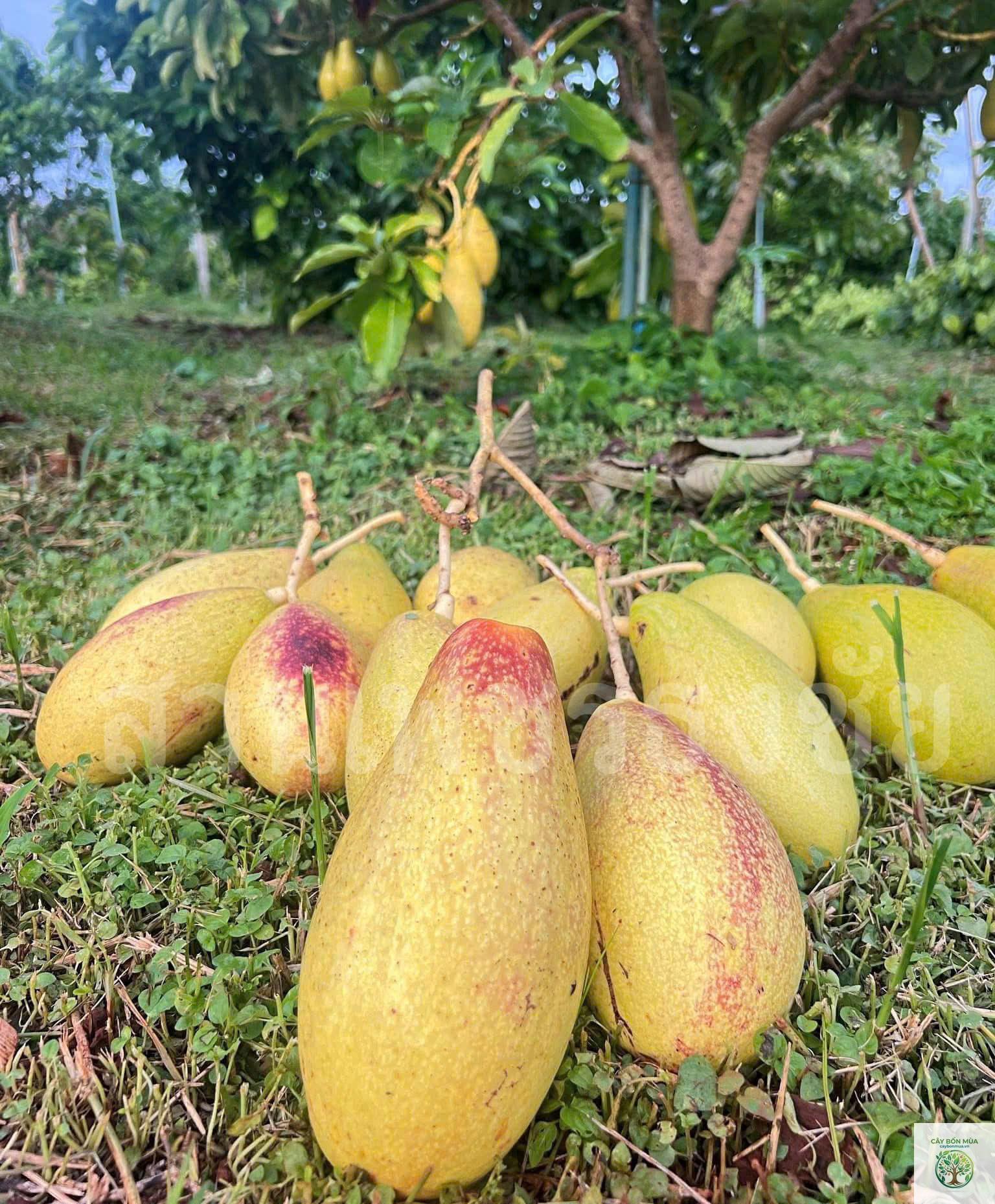 cây bơ ruột vàng - Image 3