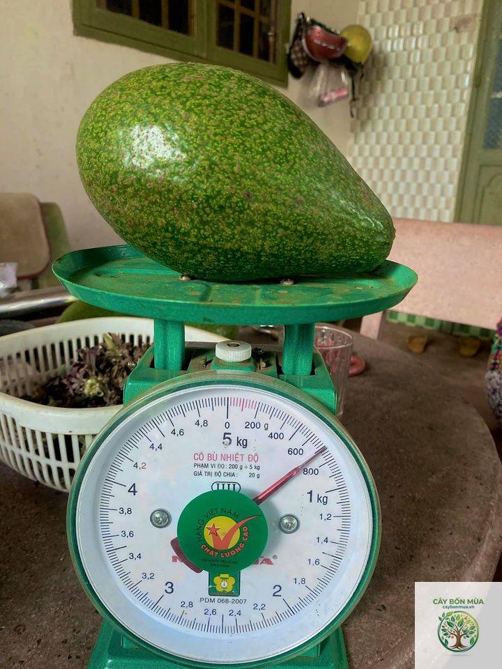 cây bơ ruột vàng - Image 4