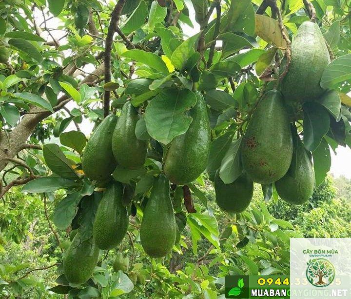 cây bơ tứ quý