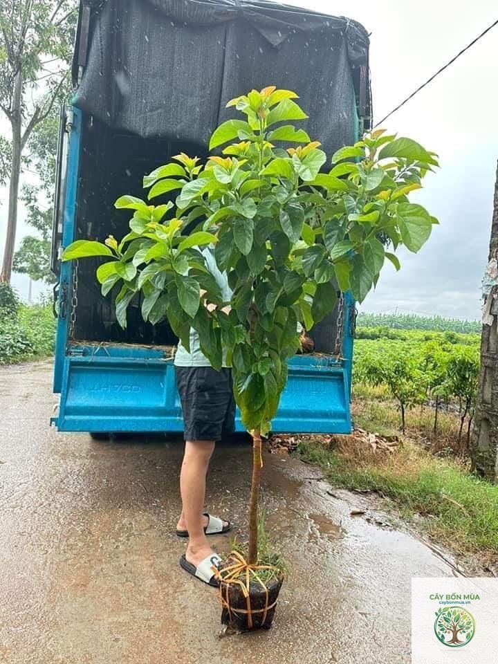cây bơ