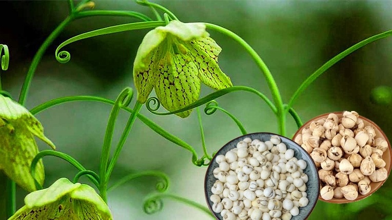 cây bối mẫu - Image 2