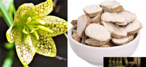 cây bối mẫu