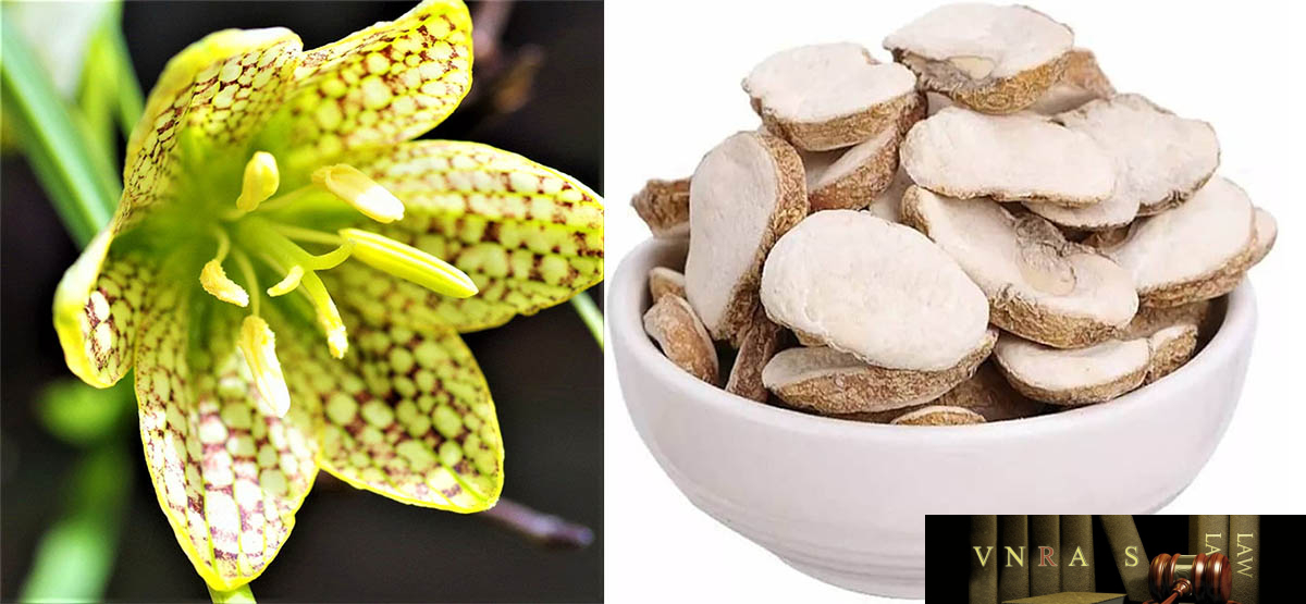 cây bối mẫu - Image 1