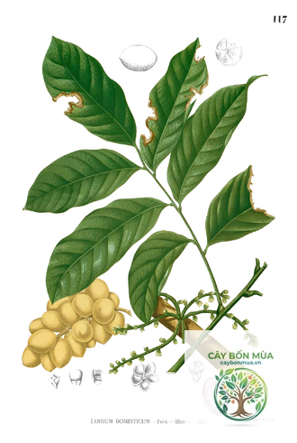 cây bòn bon - Image 3