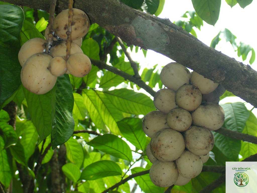 cây bòn bon Philippines