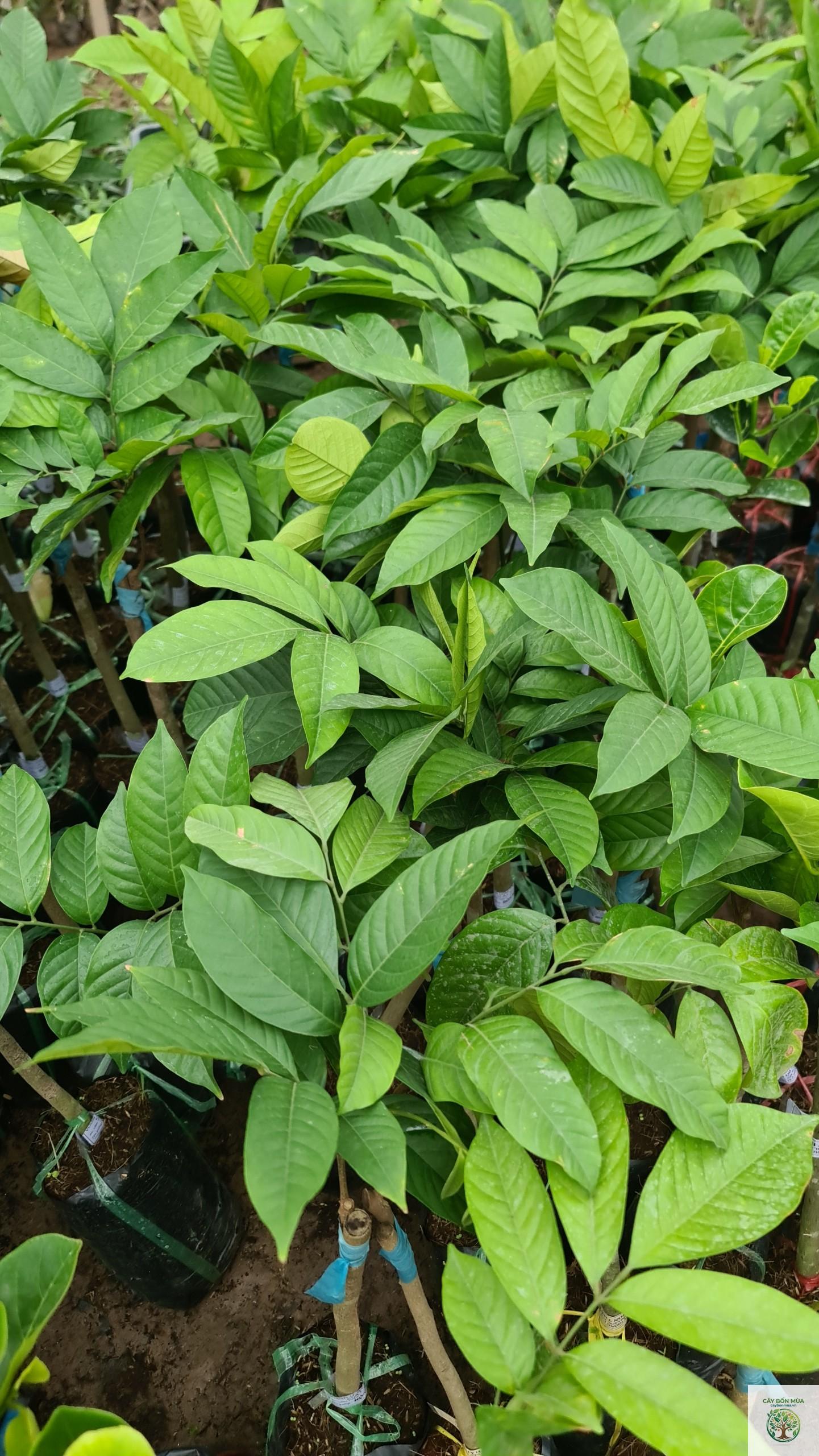 cây bòn bon Thái - Image 2