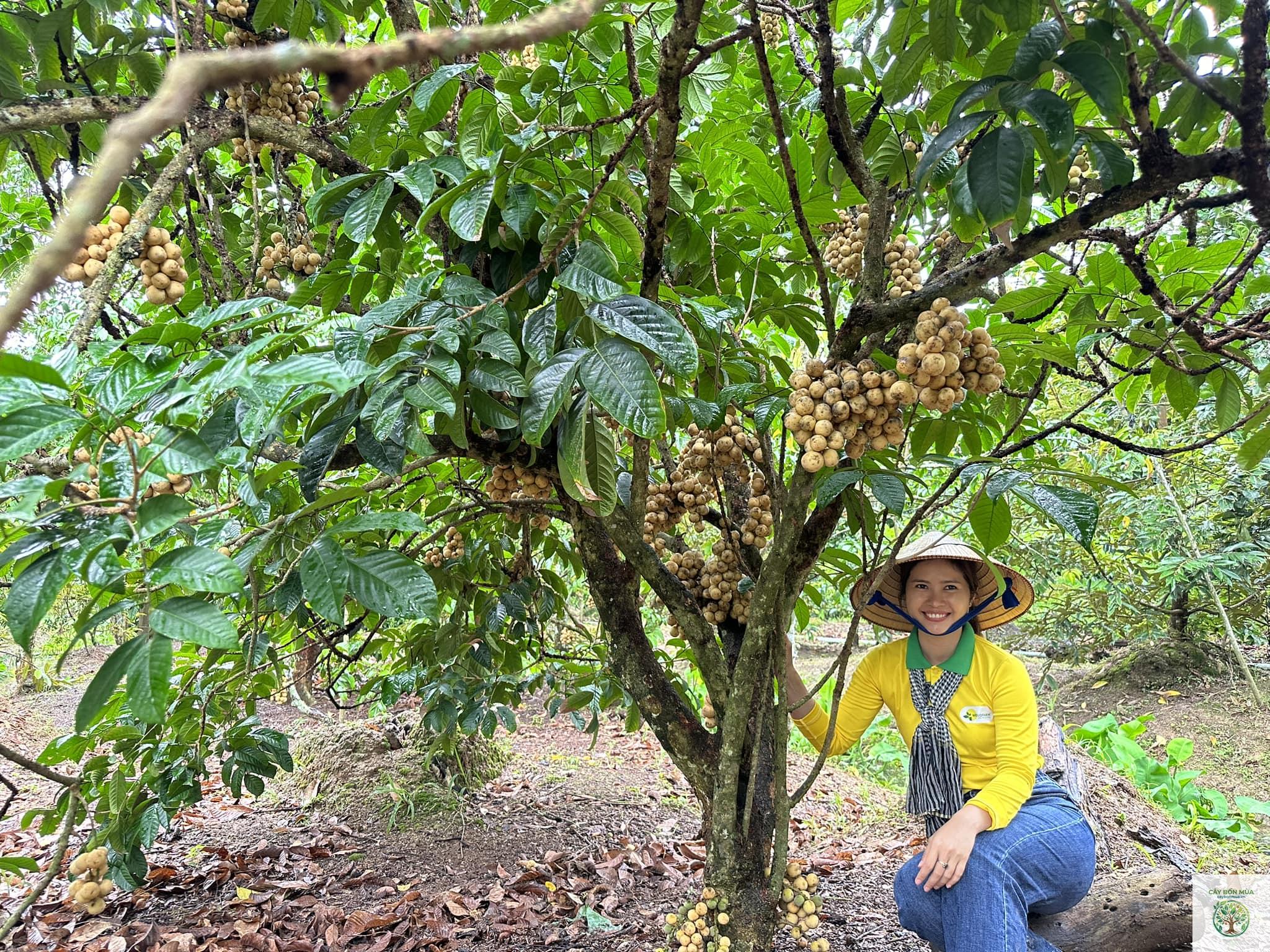 cây bòn bon Thái - Image 1