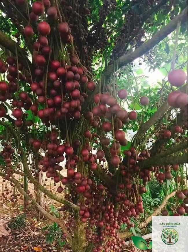 cây bòn bon đỏ