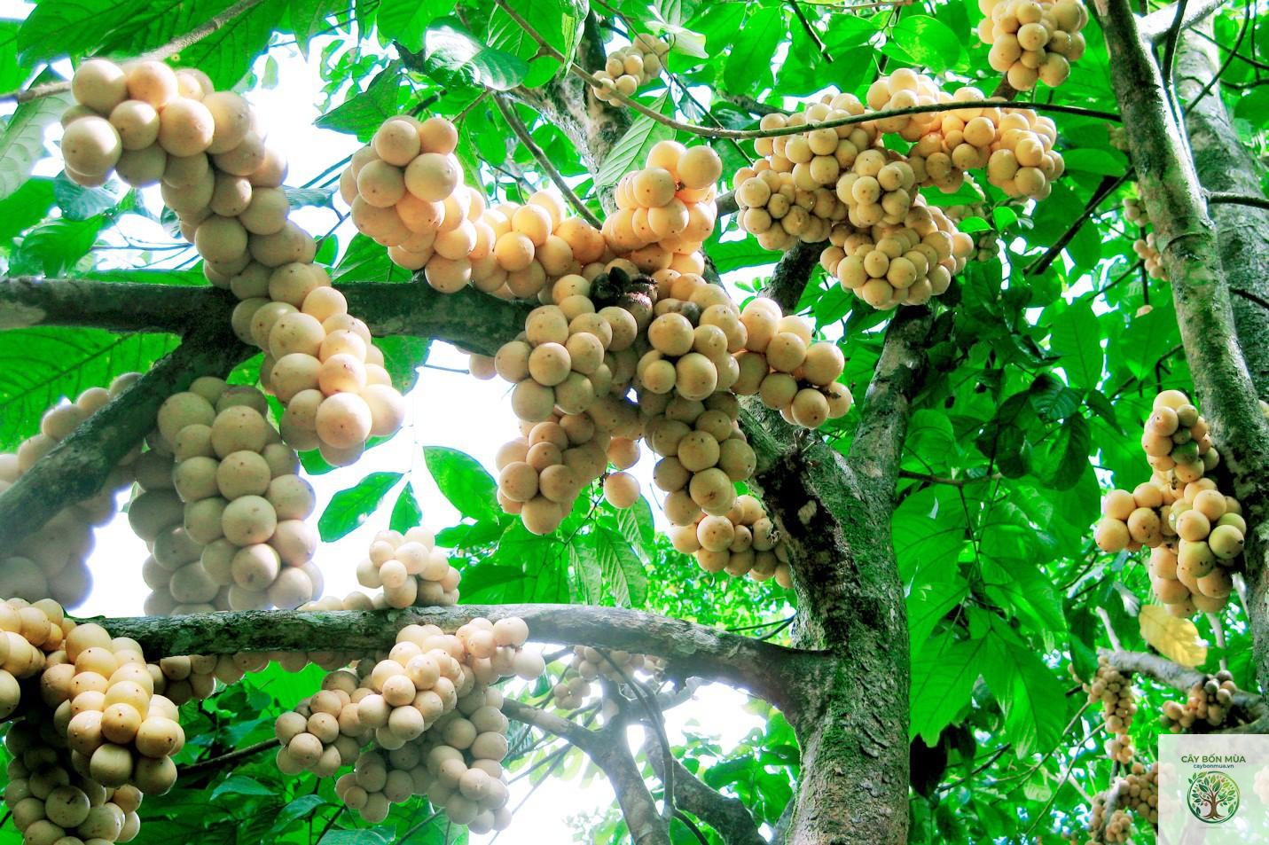 cây bòn bon rừng - Image 5