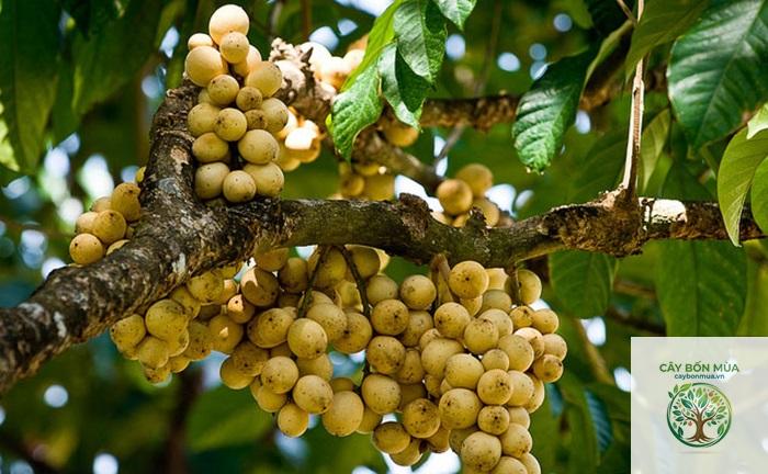 cây bòn bon rừng