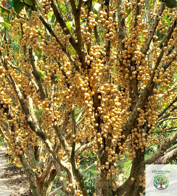 cây bòn bon vàng - Image 3